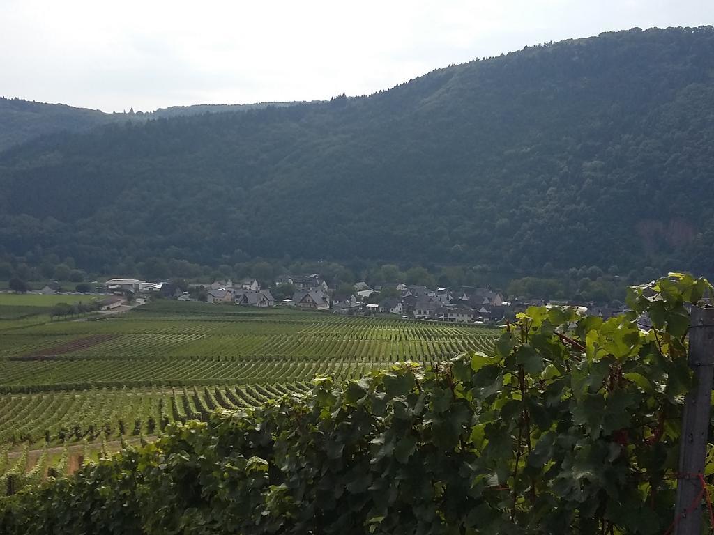 Ferienhaus "Anne" Und Weingut Willi Fett Ellenz-Poltersdorf Exterior photo
